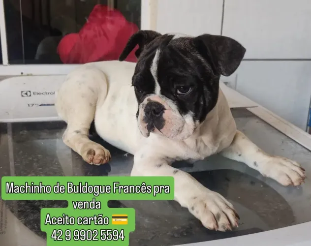 Buldogue Francês 