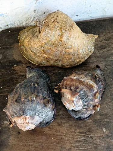 CONCHAS NATURAIS PARA DECORAÇÃO!