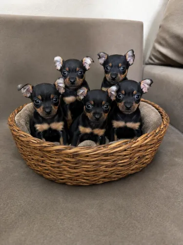 Filhotes de cachorro várias raças 