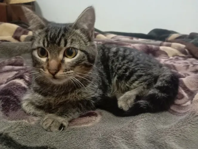 Doação de gatinho