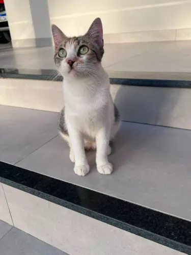 Gatinha Castrada para Adoção 