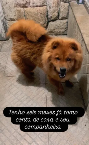 Chowchow filhote