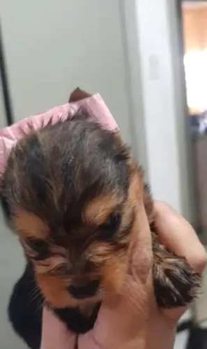 Vendo filhotes de Yorkshire fêmeas e machos disponíveis 