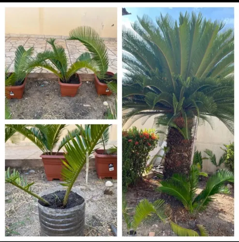 Plantas Palmeiras