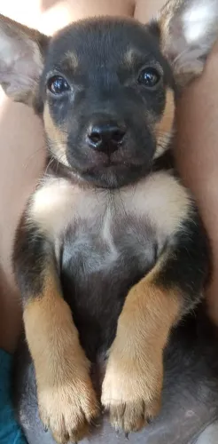 Para adoção responsável: Cachorrinha dócil e carinhosa procura um lar