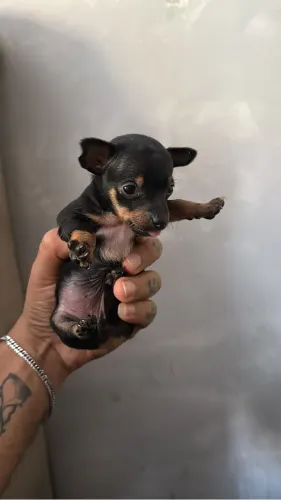 Pinscher 0, mãe e pai no Local 