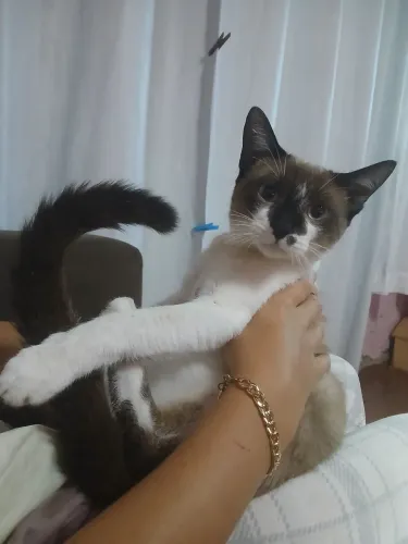Doacao gato castrado