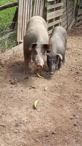Doação de porcos