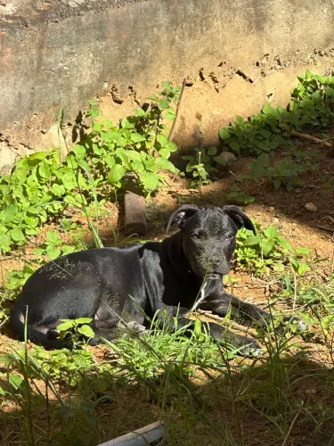 Mãe mestiça pai pitbull