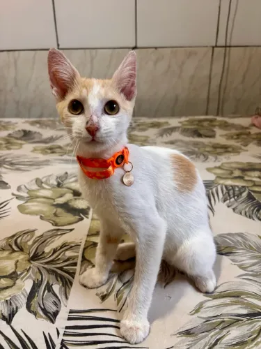 Gatinho para doação