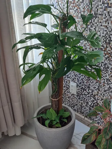 MINI COSTELA DE ADÃO EM JARRO ORNAMENTAL, IDEAL PARA AMBIENTES INTERNOS.