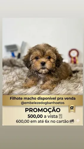Filhote de shih tzu com yorkshire
