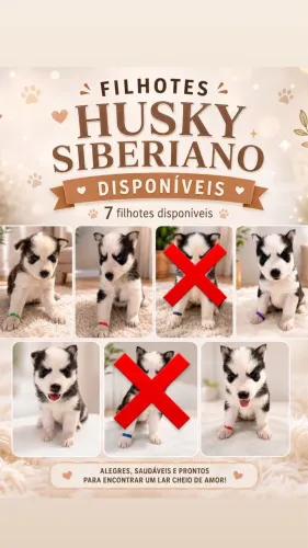 Cachorros Husky Siberiano