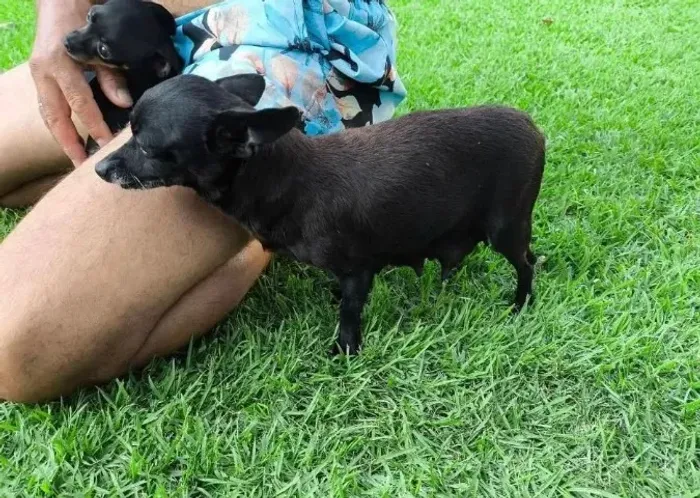 pinscher x fox lindos e pequenos