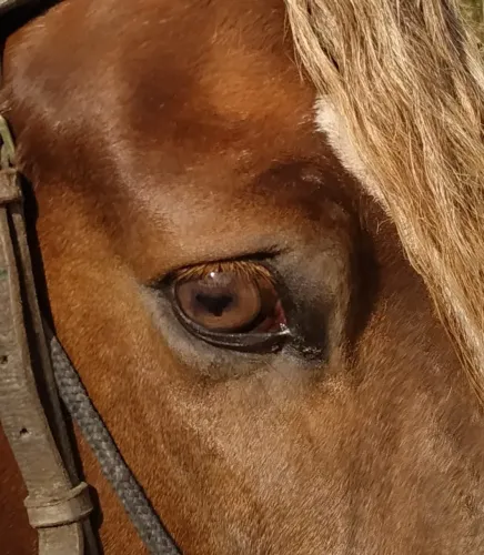 Cobertura cavalo Mangalarga Marchador