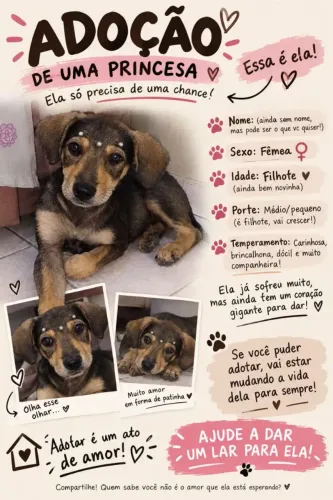 Doação de cachorrinha filhote 
