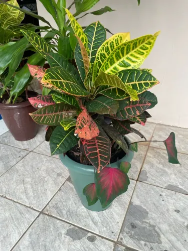 Plantas