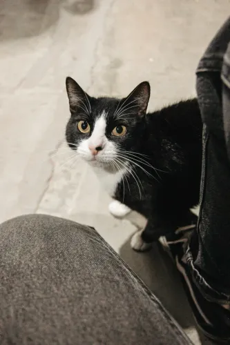 Adoção Responsável - Gato Macho Adulto