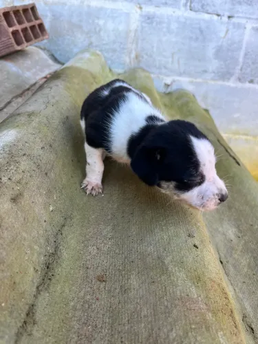 FILHOTE MACHO DE CACHORRO 