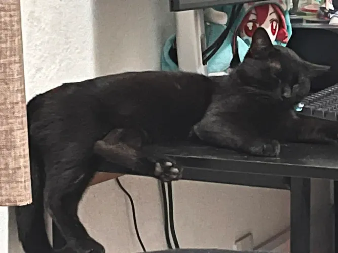 Gatinho para Adoção