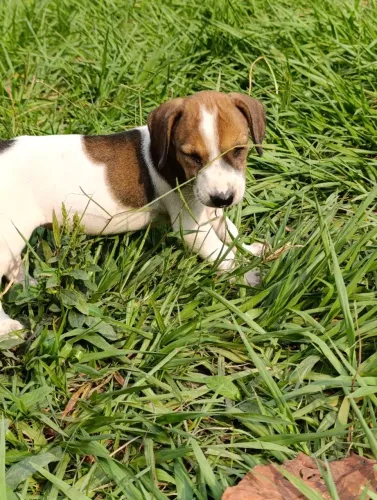 Filhote cachorro americano