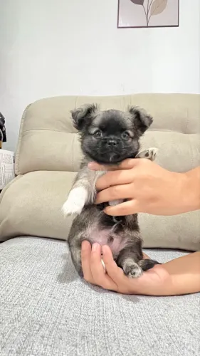 CHIHUAHUA PELO LONGO MICRO