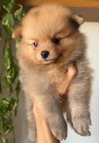 Filhote Lulu da pomerania Spitz alemão