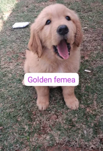 Golden Retriever Filhote de Alto Padrão