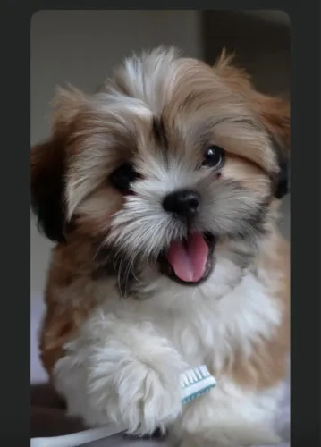 Pet