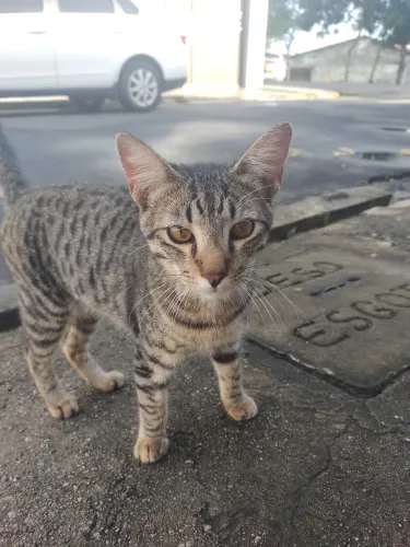 Doação de gato