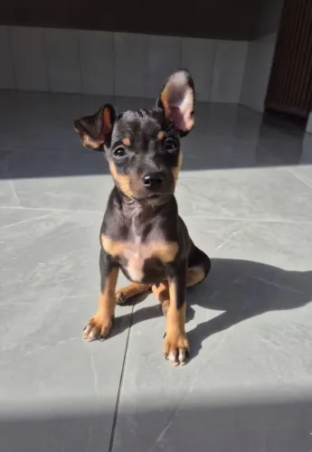 Pinscher macho n° 1