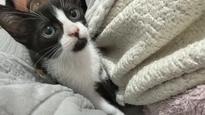 Filhote de gato femea ADOÇÃO