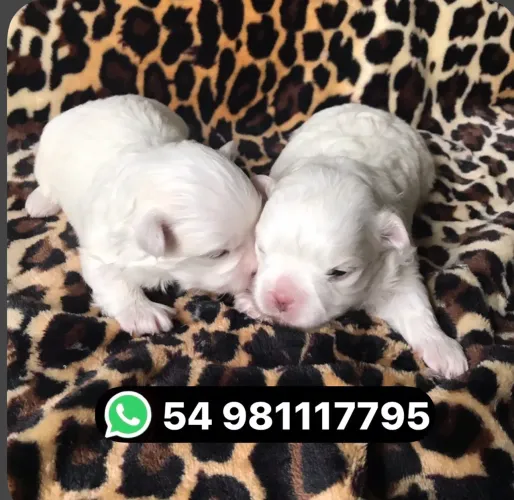Lindas fêmeas de maltês 