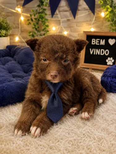 Sua melhor companhia border collie macho chocolate