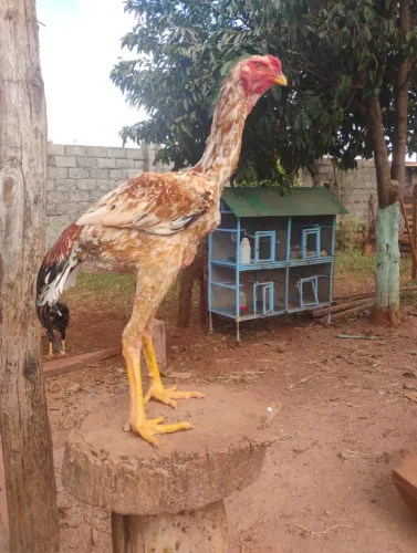 Vendo frango índio gigante mil flores
