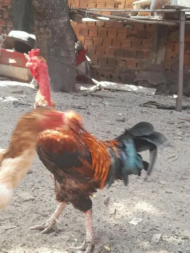 Galos e Galinhas