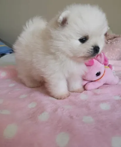 Vendo lindos filhotes de spitz alemão