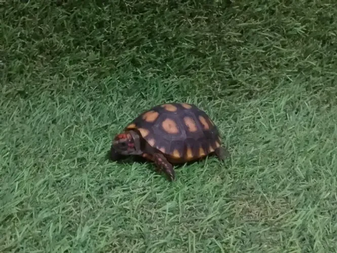 Aquário