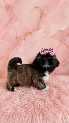 Fêmea de Lhasa Apso Bem Pequena disponível para Entrega 