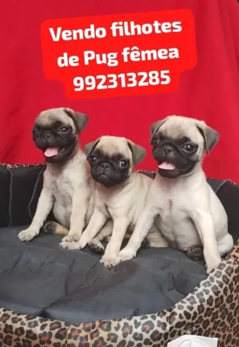 Vendo filhotes de Pug fêmea