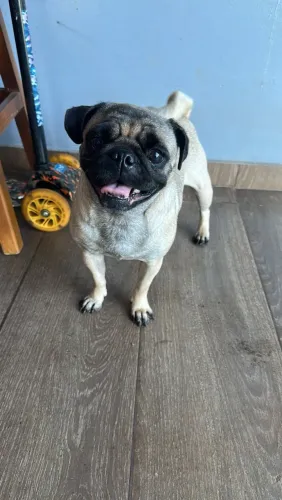 Procura de cachorro Pug macho para cruza