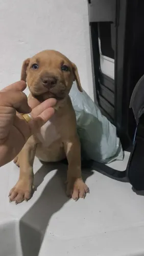 Filhote de Pitbull