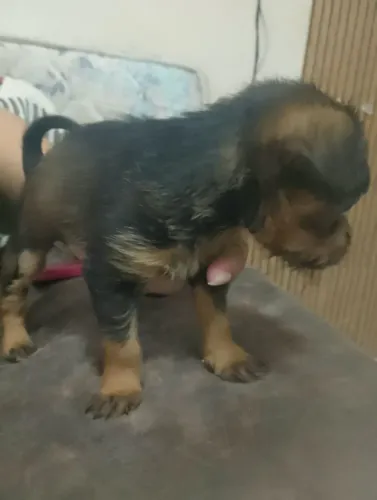 Cachorro porte pequeno 