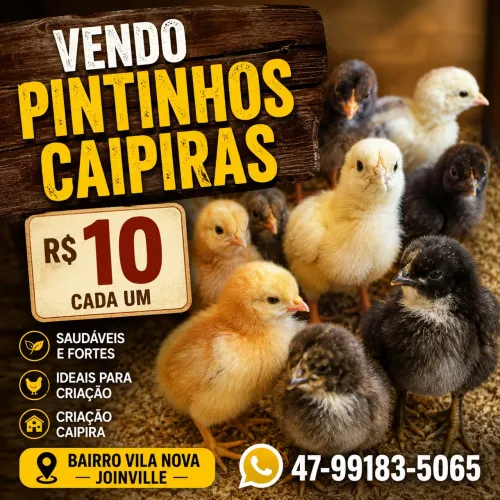 Pintinhos caipira
