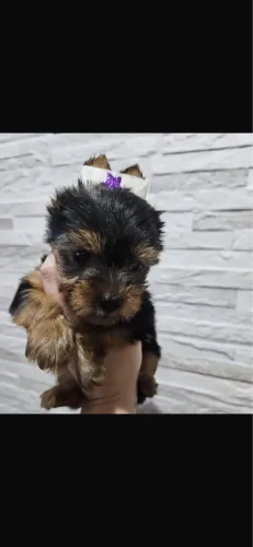 Yorkshire femea micro vacinada com 68 dias pedigree 