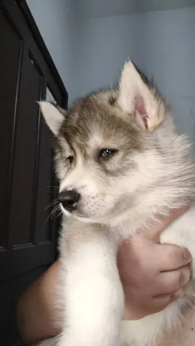Husky Siberiano 