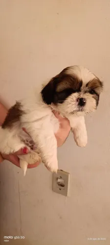 Shitzu 