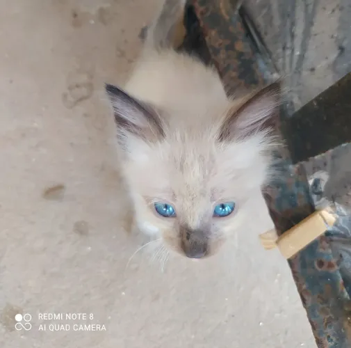 Doação de gatinhos siameses