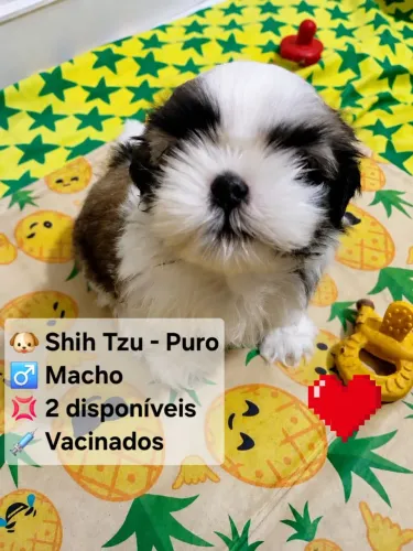 Cachorro