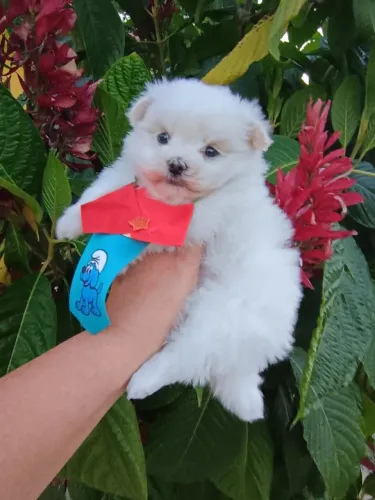 Maltês Macho, com pedigree, em 10x, entregamos.